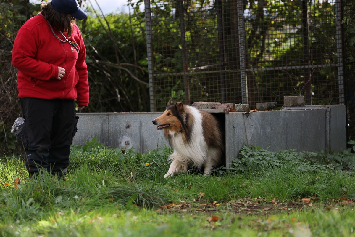 Ausbildung Rettungshund