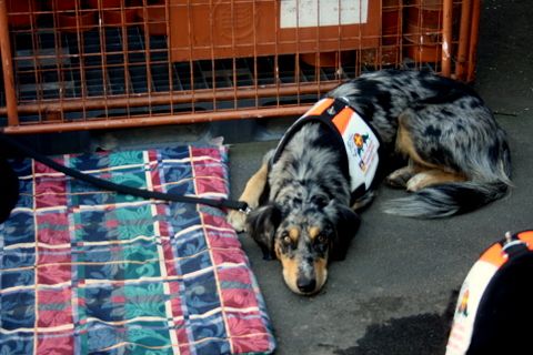 Herbstmarkt in Stotzheim 2012